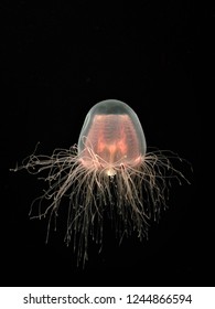 Immortal 
Jellyfish Isolated