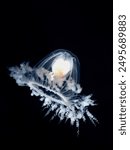 Immortal Jellyfish,Turritopsis dohrnii is a species of small biologically immortal jellyfish found worldwide in temperate to tropic waters.

