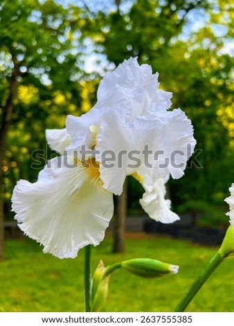 Immortality Bearded White Iris in full bloom