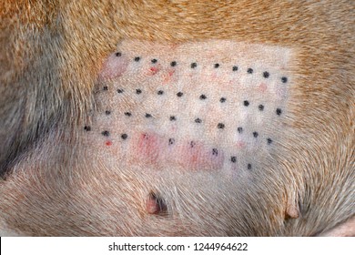 Immune Response Result Of An Animal Intradermic Skin Allergy Test Performed For Medical Diagnosis Of Allergies On A Dog