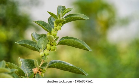 Immunity booster plant, Withania somnifera, known commonly as ashwagandha Its roots and orange-red fruit have been used for hundreds of years for medicinal purposes - Shutterstock ID 1986857561