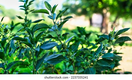 Immunity booster plant, Withania somnifera Its roots and fruits have been used for hundreds of years for medicinal purposes - Shutterstock ID 2237335241