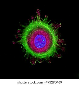 Immunofluorescence of single human cell stained grown in tissue culture, stained with multiple antibodies and visualized via confocal microscopy