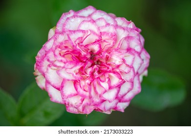 Imp rose , Imp is a floribunda with red and white blooms and a light fragrance. - Shutterstock ID 2173033223