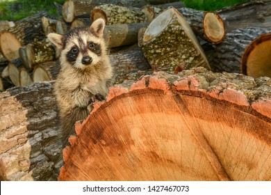 Impact Of Habitat Loss On Species