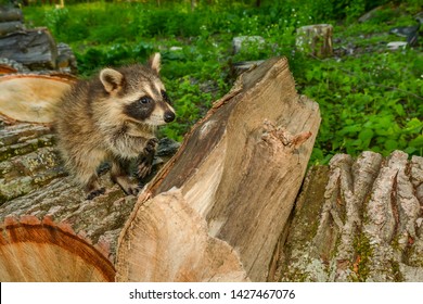 Impact Of Habitat Loss On Species