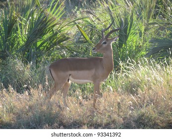 Impala.