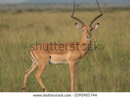 An Impala (Aepyceros melampus) looks on at the tourists in Masai Mara
