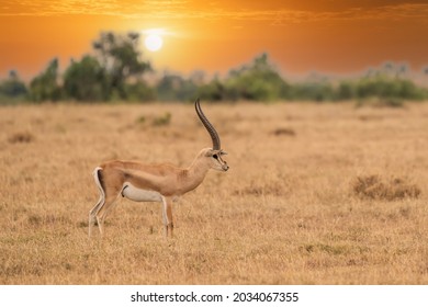 Impala (Aepyceros Melampus) Maasai Mara, Kenya.