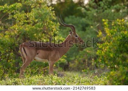 Impala (Aepyceros melampus) male. Mpumalanga. South Africa.