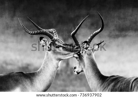 Impala affection ( Aepyceros melampus ) Two male impala's having an intimate moment during a time of battle, the rutting season. Black and white.