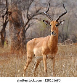 Impala Antelope