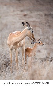 Impala Antelope With Her Baby