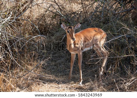 Similar – Foto Bild Impala Antilope