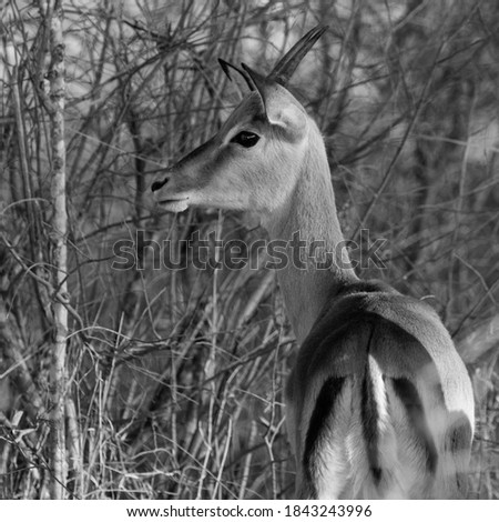 Similar – Foto Bild Impala Antilope