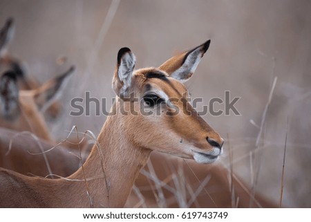 Similar – Foto Bild Impala Antilope