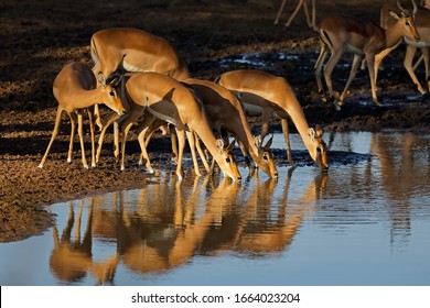 Impala antelopes (Aepyceros melampus) drinking water in late afternoon light, Kruger National Park, South Africa
 - Powered by Shutterstock