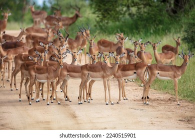 Impala Antelopes in the Kruger National Park, South Africa