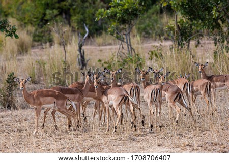 Foto Bild Impala Antilope