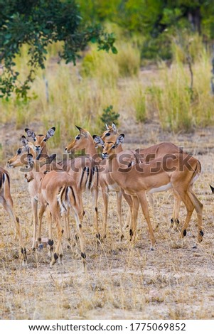 Similar – Foto Bild Impala Antilope