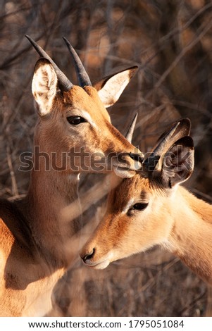 Similar – Foto Bild Impala Antilope