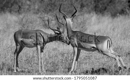 Similar – Foto Bild Impala Antilope