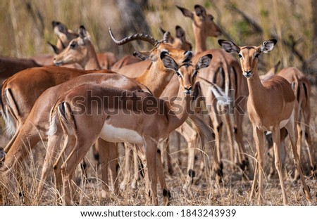 Similar – Foto Bild Impala Antilope