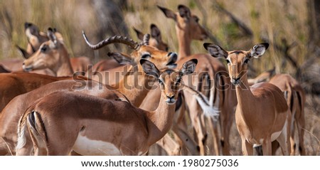 Impala Antelopes in the Kruger National Park, South Africa