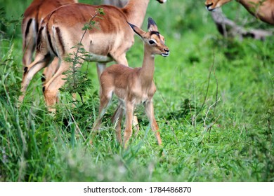 Impala Baby Africa Animal Safari