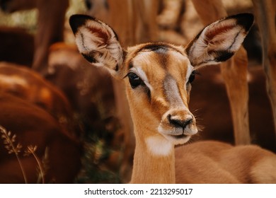 Impala Baby In The Kruger Nationalpark