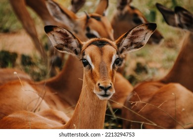 Impala Baby In The Kruger NP