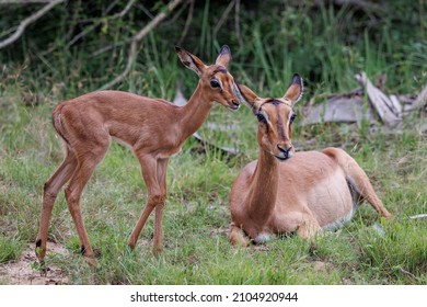 Impala Baby With Mom Being Cute