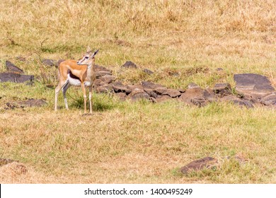 Impala Baby In The Wild