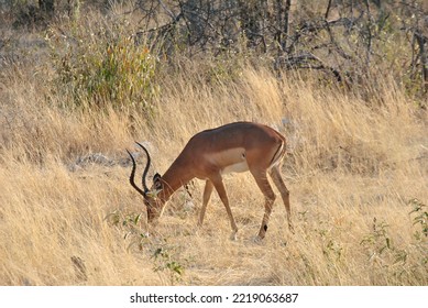 Impala Bock In Etosha National Park