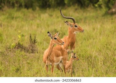 impala family in Maasai Mara