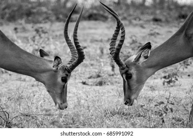 1,088 Impalas fighting Images, Stock Photos & Vectors | Shutterstock