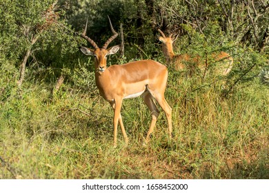 Impala In The Gauteng Province In South Africa.