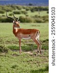 A Impala in the grassland , Beautiful Impala stands on the savannah