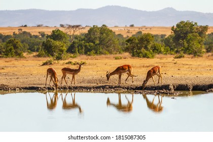 Impala group (Aepyceros melampus) reflected in water as they drink from watering hole in Ol Pejeta Conservancy, Kenya, Africa. African savanna landscape on happy safari vacation