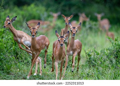 Impala herd in the green grass of the Kruger Park, South Africa