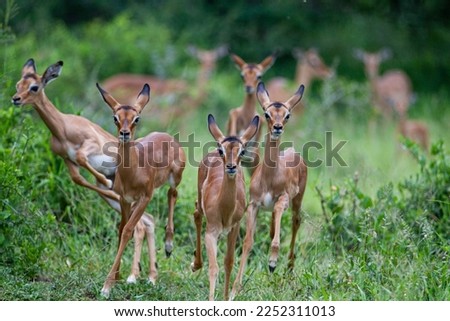 Impala herd in the green grass of the Kruger Park, South Africa