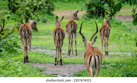 Impala Herd walking away - Shutterstock ID 1357674311