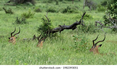 Impala Horns In The Grass