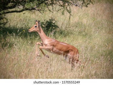 Impala jumping in Kruger National Park South Africa