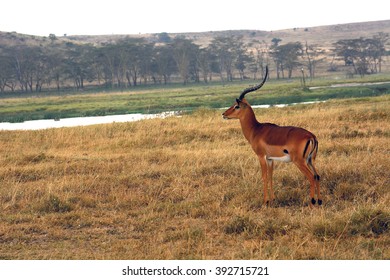 Impala, Lake Nakuru National Park, Kenya