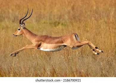 An Impala Leaping in Botswana