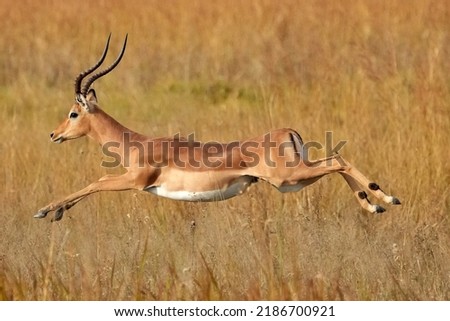An Impala Leaping in Botswana