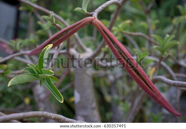 Impala Lily Desert Rose Seed Pods Nature Stock Image 630357491,Turkey Injection Recipe