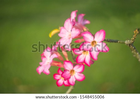 impala lily or desert rose two tone color of petals, pink and white with green background
