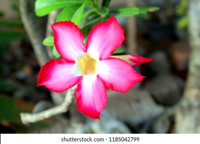 Impala Lily Mock Azalea Desert Rose Stock Photo 1185042799 | Shutterstock